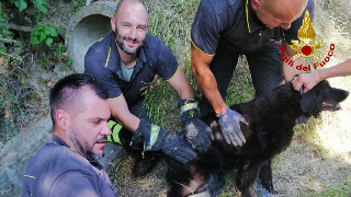Isola del Piano - Cane bloccato in una condotta per le acque piovane: salvato dai Vigili del fuoco